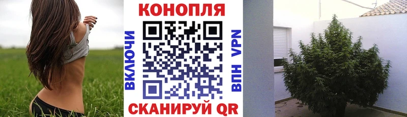 Каннабис планчик  Рыльск 